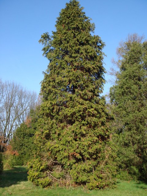 Chamaecyparis lawsoniana 'Stewartii'